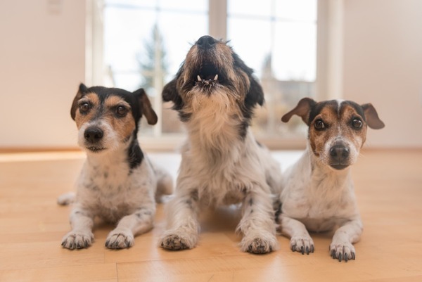 犬の画像