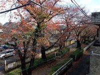 ステラ八雲