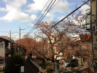 ステラ八雲