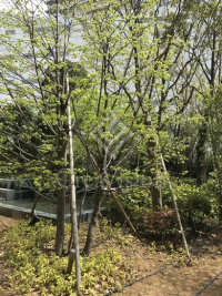 パークタワー東雲