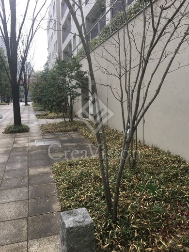 センチュリーフォレスト