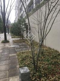 センチュリーフォレスト