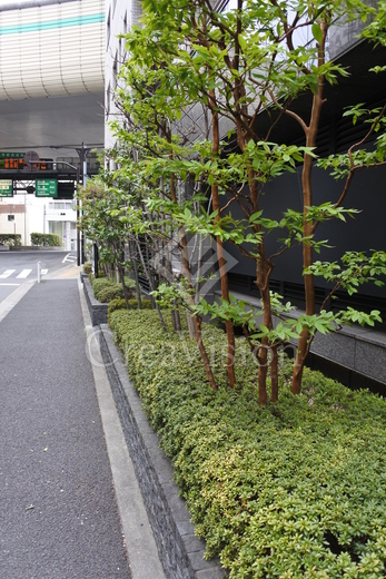 ドゥーエ日本橋