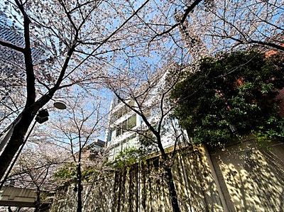 ＢｌｏｓｓｏｍＴｅｒｒａｃｅ