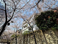 ＢｌｏｓｓｏｍＴｅｒｒａｃｅ