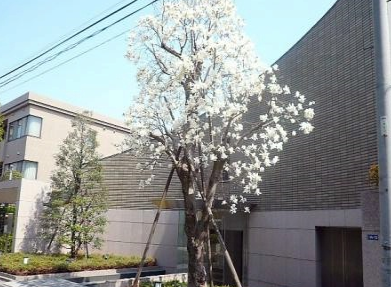 東急ドエルプレステージ代々木公園
